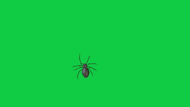 Realistic spider Tarantula moving walking spider net spiderman ant bees fly scorpion The concept of animal, wildlife, horror Halloween 3d animation Green Screen  4K UHD background