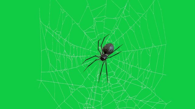 Realistic spider Tarantula moving walking spider net spiderman ant bees fly scorpion The concept of animal, wildlife, horror Halloween 3d animation Green Screen  4K UHD background