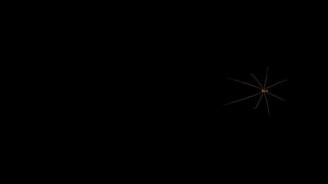 Realistic spider Tarantula moving walking spider net spiderman ant bees fly scorpion The concept of animal, wildlife, horror Halloween 3d animation Green Screen  4K UHD background
