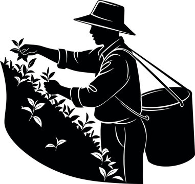 Vintage illustration of a tea picker a black and white depiction of labor and harvest