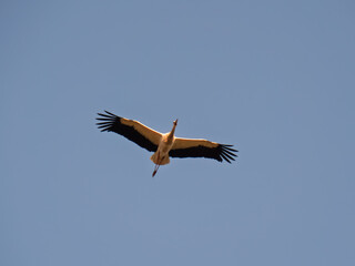 Obraz premium Majestic Stork in Flight Against a Clear Blue Sky