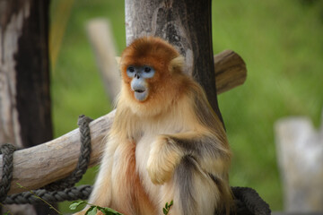 View of a golden snub-nosed monkey in a park © AUFORT Jérome