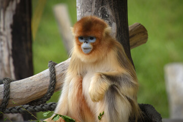 Fototapeta premium View of a golden snub-nosed monkey in a park