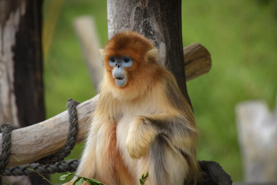 View of a golden snub-nosed monkey in a park
