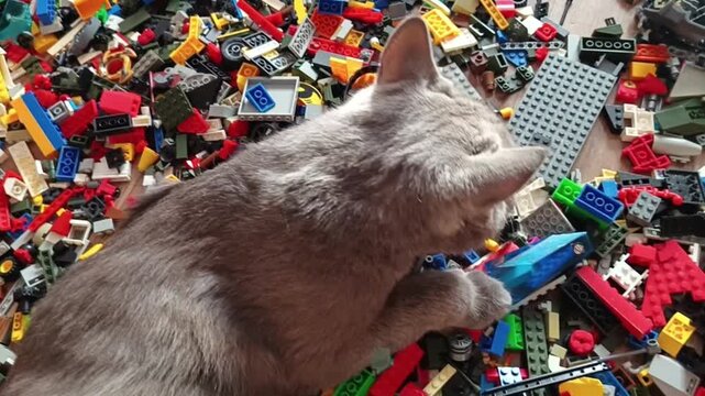 Big lazy gray cat lounging comfortably in a sea of scattered plastic constructor toys. The feline swats, sniffs, and nudges individual pieces, demonstrating natural hunting instincts and indoor.