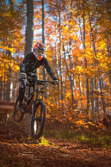 Fototapeta premium Mountain biker performing a jump in autumn forest