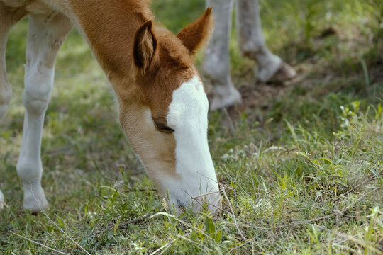 Bald face colt foal horse closeup grazing on pasture grass during spring season on Texas farm.