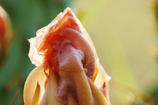 Macro closeup of detail on prickly pear cactus bud during spring season in Texas nature.