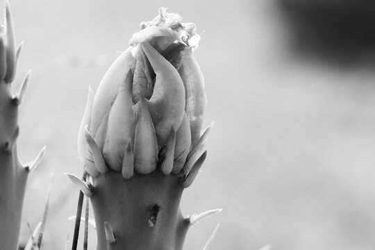 Prickly pear cactus bud for bloom closeup in black and white during spring season in natural Texas environment.