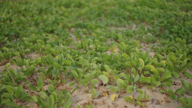Green plant ground cover texture natural vegetation background