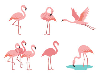 Obraz premium Flamingo vector scenes set: professional flat illustrations of standing, flying, feeding, and preening birds