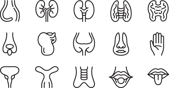 Human internal organs and anatomy thin line icons set showing kidneys thyroid urinary system nose and mouth structures. vector illustration
