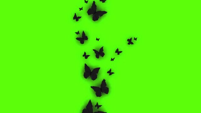 Animated black butterfly silhouettes on green screen, flying insects for nature and aesthetic video overlays.