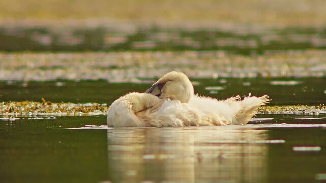 Swan Cygnet Swimming and Diving While Feeding and Preening in Morning Wetland Pond