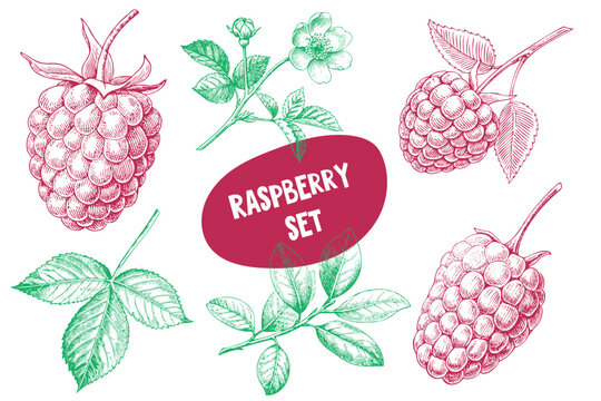Vintage illustration set of raspberries featuring detailed drawings of ripe berries, leaves, and flowers on a white background with a central label