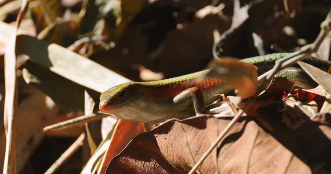 Common Sun Skink Eutropis multifasciata resting on brown dry leaves in a tropical forest during daytime. Close-up macro shot showing scales and orange stripe in natural sunlight.