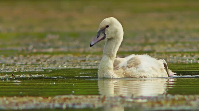 Swan Cygnet Swimming and Diving While Feeding and Preening in Morning Wetland Pond