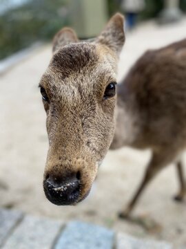 close-up of the head of a wild deer in Hatsukaichi - Miyajimacho in Japan