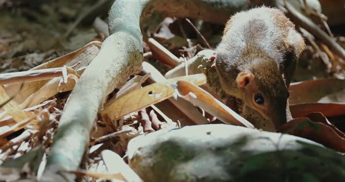 Common treeshrew foraging on a tropical rainforest floor among dry leaves and rocks during the day. Close-up side view of small mammal in its natural habitat.