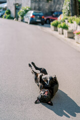 Fototapeta premium Playful Dog Relaxing. Peaceful Moment Captured Of Carefree Dog Resting On Sunlit City Street