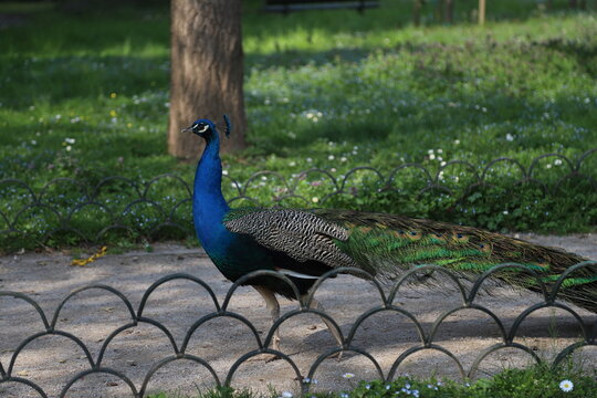 Un pavone colorato col collo colorato di blu a passeggio in un parco italiano