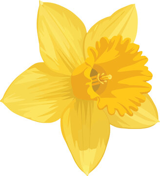 A beautiful macro closeup of a yellow narcissus daffodil flower with delicate petals blooming in spring, isolated on a white background for a clean nature and floral blossom aesthetic