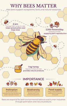 Educational bee infographic poster with pollination process, biodiversity, food production and honey facts. Vector illustration about ecosystem, ecology and environmental awareness.