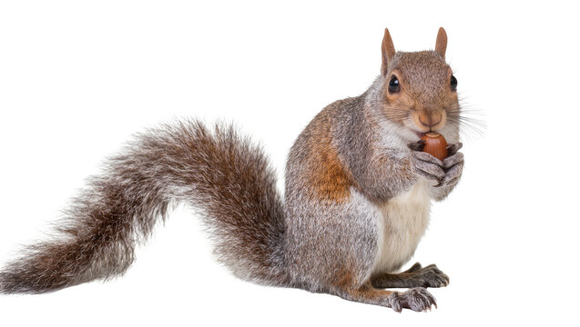 Isolated gray squirrel holding a hazelnut, a cute furry animal with a bushy tail