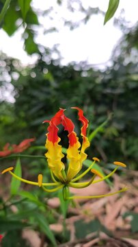 Vibrant red and yellow flowers bloom amid lush green foliage. Petals curve gracefully, adding vivid contrast to the scene. Nature's beauty shines through bold, fiery color and intricate form