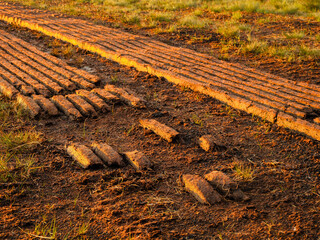 Traditional Irish peat bog turf field illuminated by warm sun rise sun. Popular original organic...