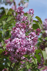 Obraz premium Lilas microphylla 