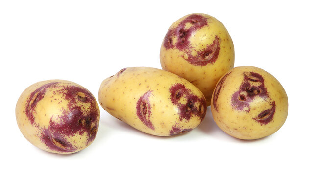 Pommes de terre &lsquo;Blue Belle&rsquo;	