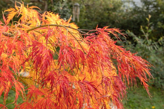 Gros plan du feuillage d'un Acer palmatum dissectum en automne