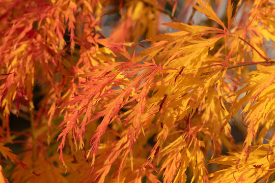 Gros plan du feuillage d'un Acer palmatum dissectum en automne