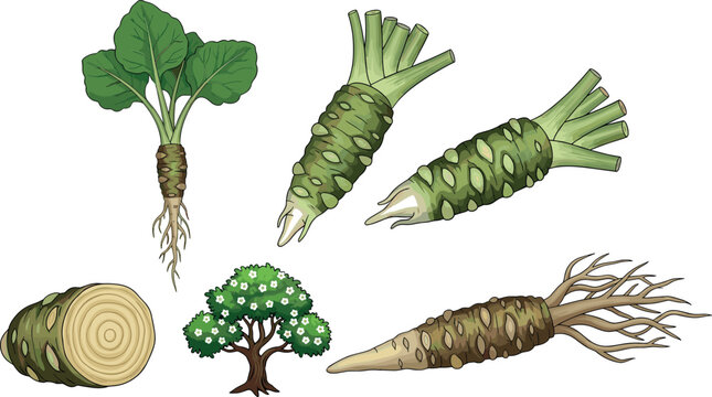 Wasabi root and plant illustration set with leaves, rhizome and tree isolated on white background, fresh spice botanical vector collection
