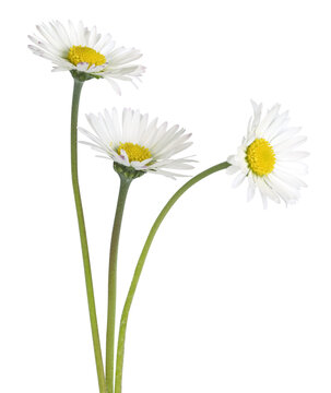 Fleurs de p&acirc;querettes	