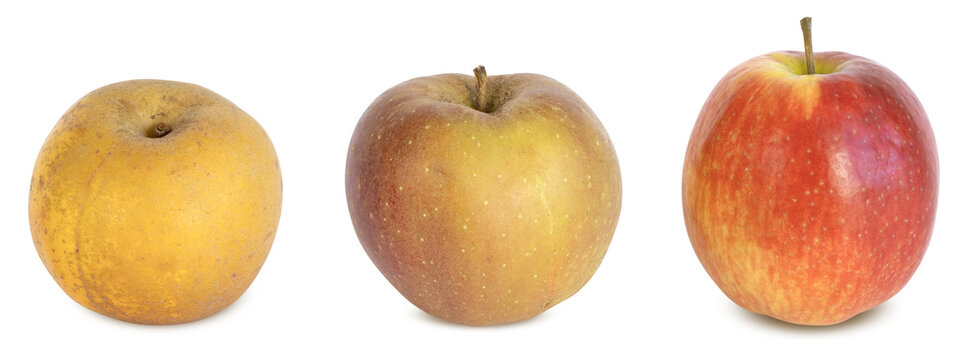 Pomme vari&eacute;t&eacute; &lsquo;Clochard&rsquo; Boskoop&rsquo; et &lsquo;Pink Lady&rsquo;