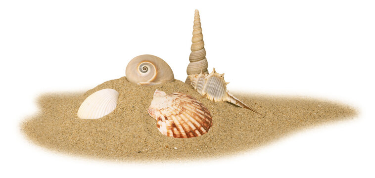 Coquillages sur un fond de sable de plage