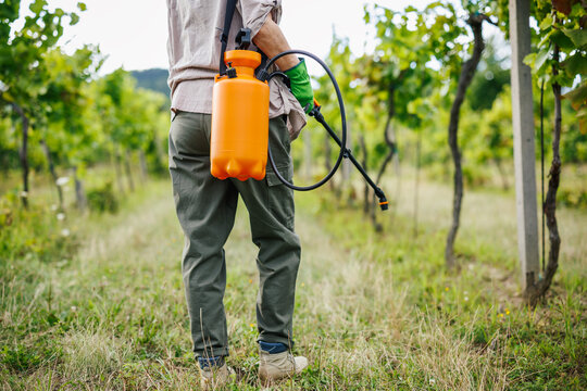 Farmer with manual pump sprayer on shoulder in vineyard. Farm worker is ready to applying pesticide to grapevines
