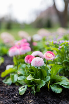 English pink pomponette Bellis perennis flowers in a spring garden bed in Warsaw, Poland. Close-up vertical shot, soft natural daylight, blurred park background, fresh green leaves, outdoor.