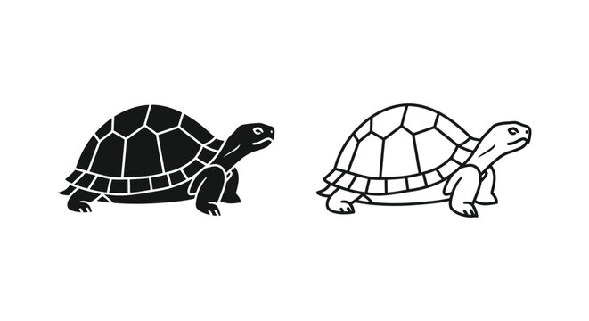 Tortoise Shell Comparison Guide & Types Vector