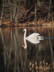 Fototapeta premium white swans in the lake