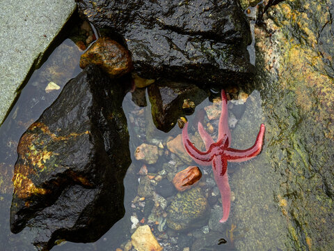 Starfish genus Asterias. Asterias is the most common and familiar starfish in the north-east Atlantic region