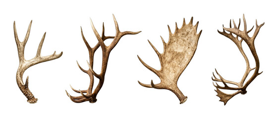 Fototapeta premium Assortment of natural antlers from deer, elk, and moose, each displaying unique branching patterns and textures.
