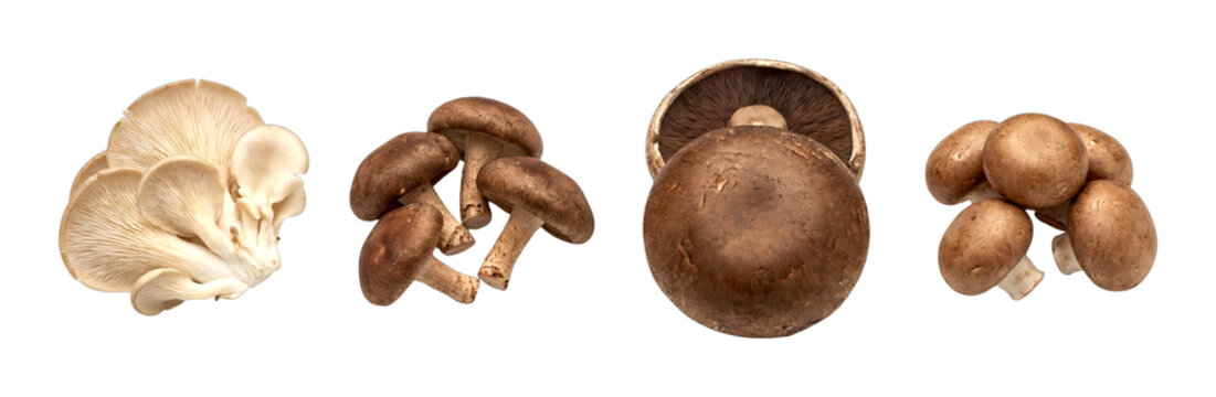 Assortment of fresh edible mushrooms including oyster, shiitake, portobello, and cremini varieties, ready for cooking.