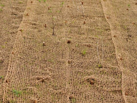 Medium shot of a sloped embankment covered with brown coir netting for
erosion control. The biodegradable geotextile mesh stabilizes the hillside while
young plants grow through the grid. 