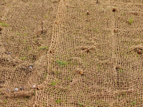 Medium shot of a sloped embankment covered with brown coir netting for
erosion control. The biodegradable geotextile mesh stabilizes the hillside while
young plants grow through the grid. 