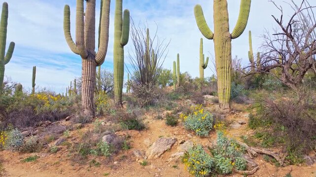 Expansive desert landscape filled with tall saguaro cacti along King Canyon Trail in Saguaro National Park Arizona