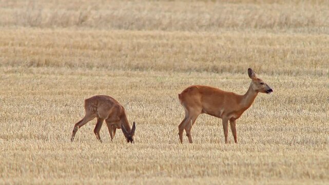 Roe Deer Doe Walking Across Harvested Field with Fawn Nursing and Seeking Shelter