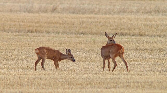 Roe Deer Doe Walking Across Harvested Field with Fawn Nursing and Seeking Shelter